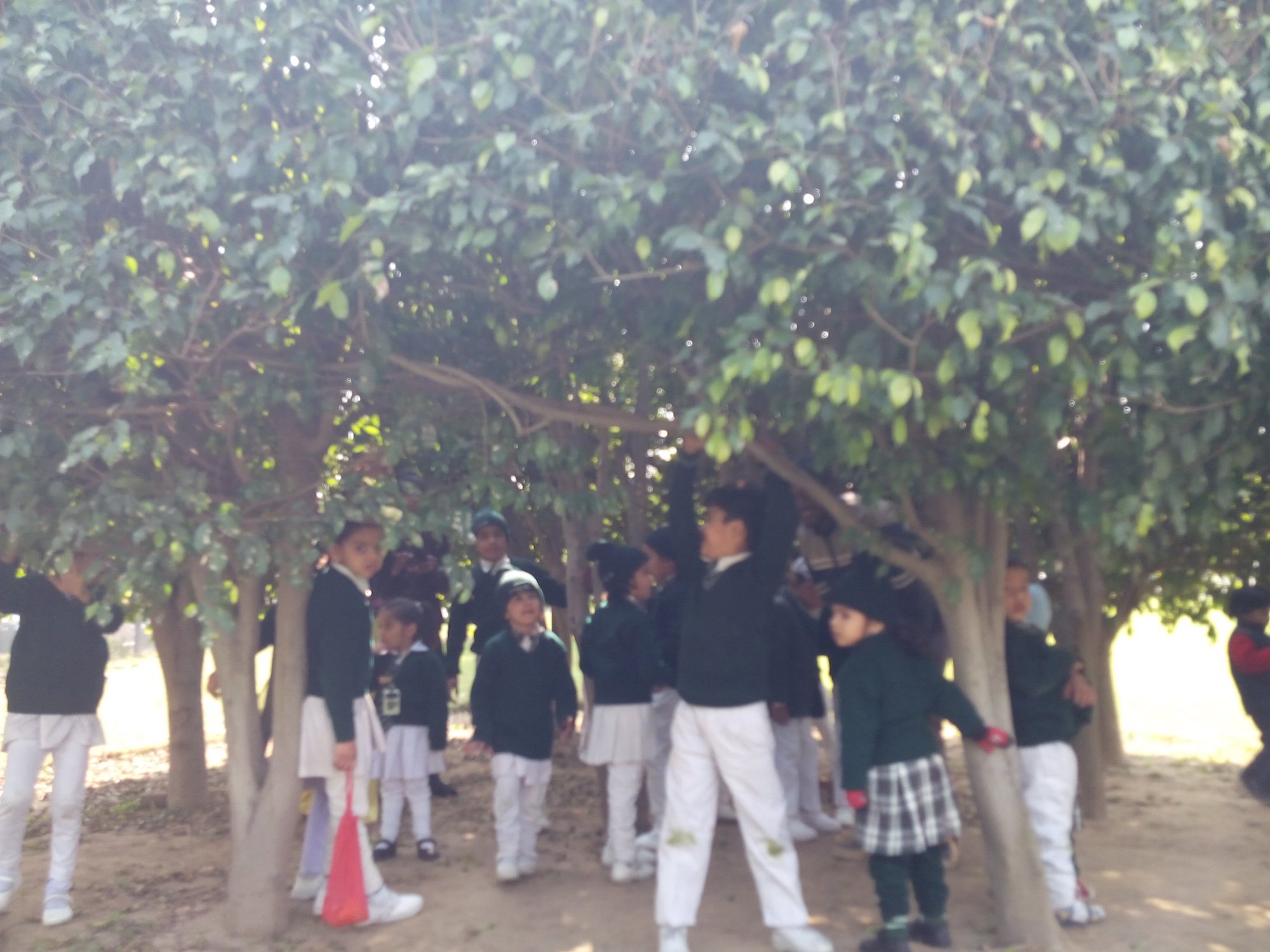 Children exploring trees